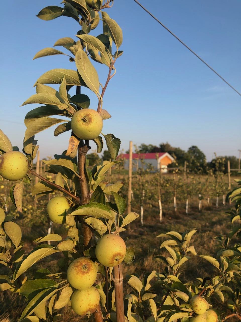Brown Snout apples on tree in orchard at cidery. Bittersweet apples in canadian cider orchard