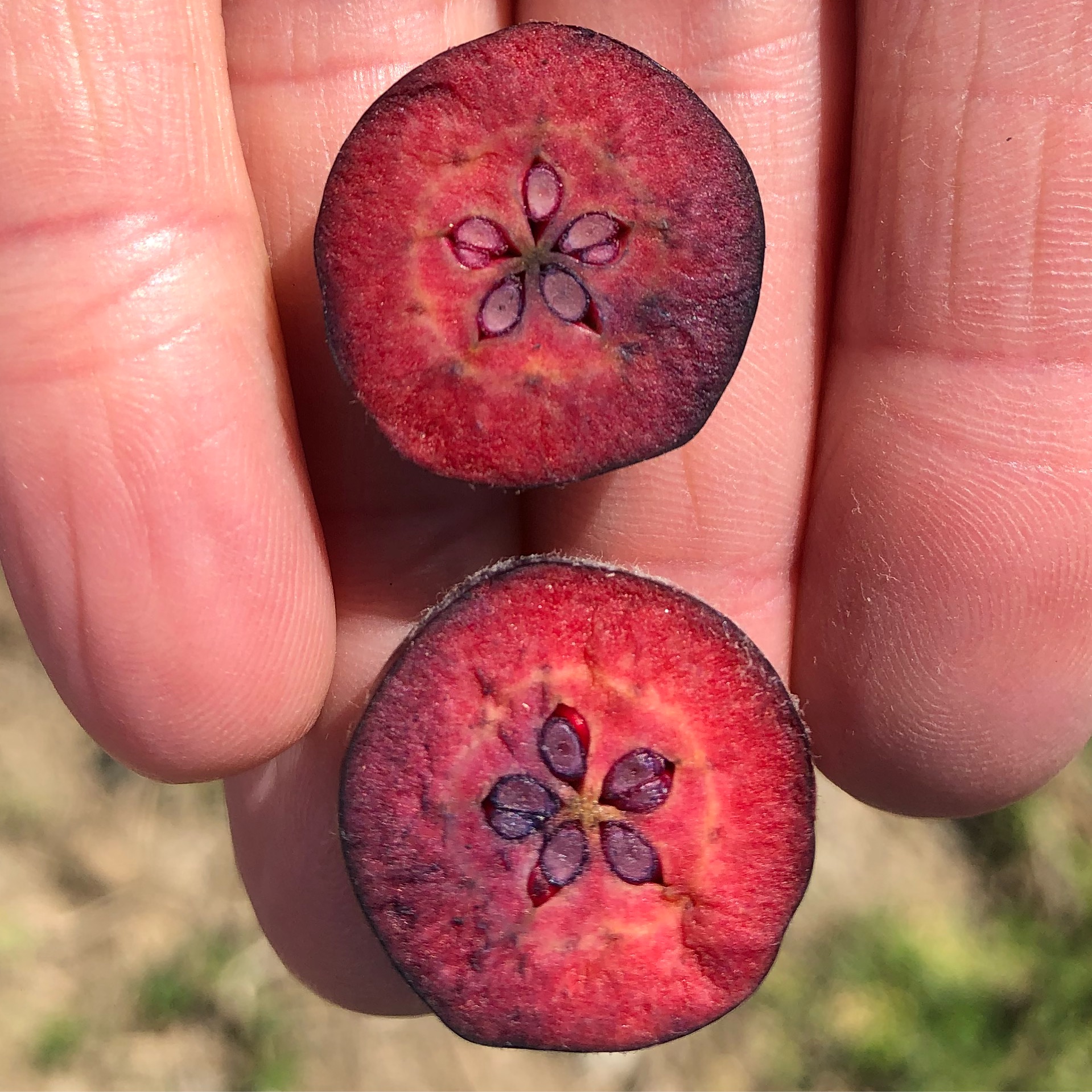 Red fleshed apples cut open for display in cider orchard in Canada