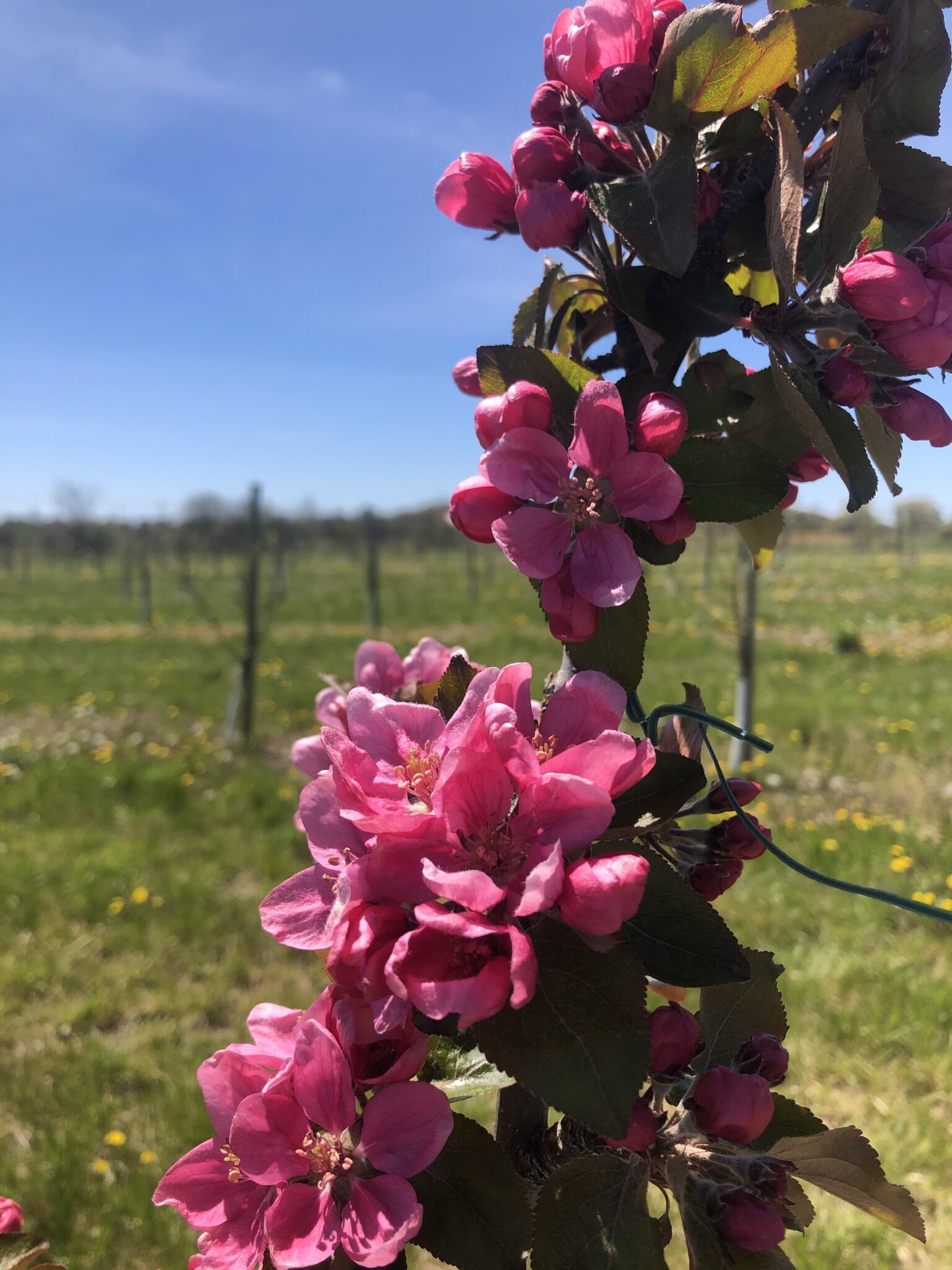 Bright pink apple blossoms in cider orchard in full bloom in Ontario