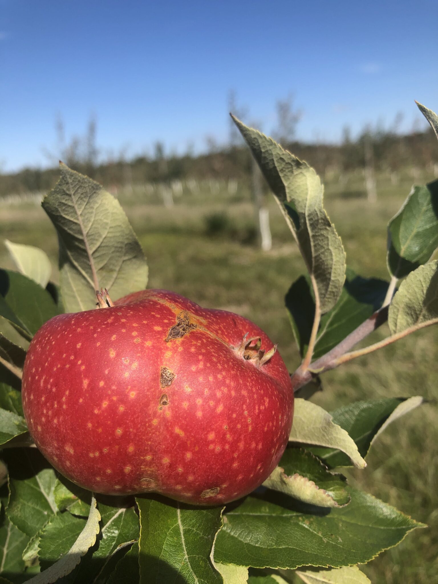 Bittersharp cider apple Porters Perfection fused bittersharp cider apple on tree in orchard